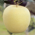 ñ