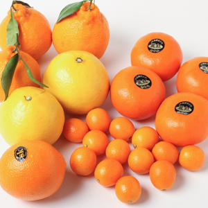  旬のくだもの おまかせセット 3月≪柑橘食べ比べ祭り≫