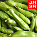 12月 初もの出荷!<br>新鮮 指宿産そらまめ <A品SML混合>
