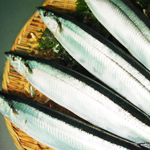 北海道根室・釧路<br>お刺身でも食べられる 秋刀魚 約140〜150g×4本