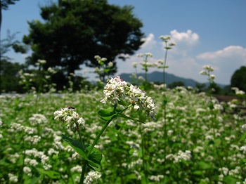 屋号説明