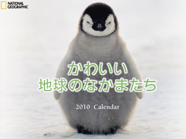 ���襤���ϵ�Τʤ��ޤ���