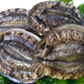 三陸産 天然活あわび