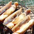 まて貝