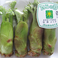 山形置賜産≪たらの芽≫