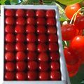 ȯϤޤޤ!
<br>G-CallΤܢ<!--ͽ󳫻ϡѤ⤴Ѱ-->