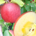 ŷڻ 
<br>դȤ餺դ