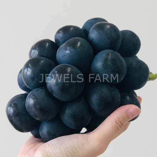 JEWELS FARM
<br>ナガノパープル グランサイズ