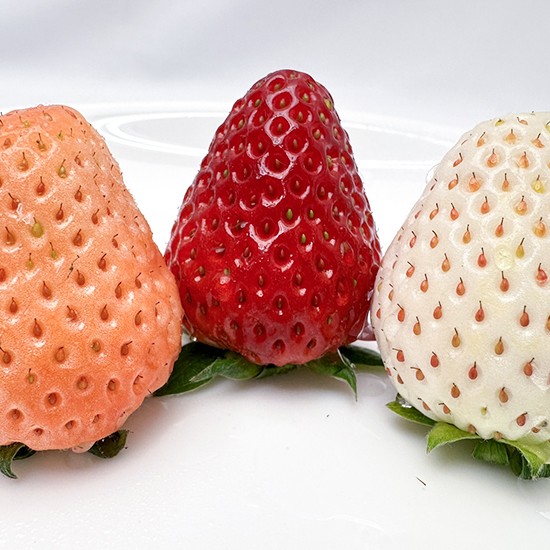 �����������ʸ��Բڡ�ø�㡢�ѡ���ۥ磻�ȡ�