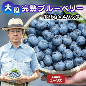 γ֥롼٥꡼ʼ֥桼ꥫ500g (125g✕4ѥå)