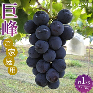 ͽۡڤѡ̸ ʼ濫1kg (2025ǯ8ܤ缡ȯ)