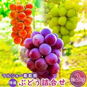 2026ǯͽ󡦿̸۱礪ޤ֤ɤ͹礻2kg  2026ǯ8ܡȯ