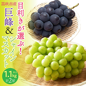 2026ǯȯͽ֡ūỺ㥤1.1ʾ