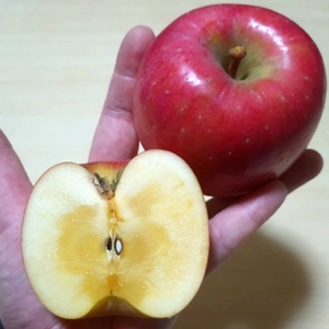 �����ͽ���11���12��ȯ�����������������8ǯ������ ̪���� ��󤴹����ʤ����Ȥ�����1.5��1.7kg��