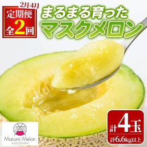 ������ءۤޤ�ޤ��ä��ޥ��������(2�̡�2�󡦷�6.6kg�ʾ�)2�4��Ϥ�