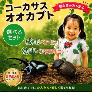 ������Farm�ۥ����������������֥ȡ��鿴�Ԥ�����¿��������饭�å�����2ɤ(�ڥ�)���饭�å�2����