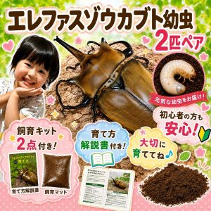 ������Farm�ۥ���ե����������֥� ����2ɤ(�ڥ�) ���鿴�Ԥ�����¿������饭�åȣ����ա�