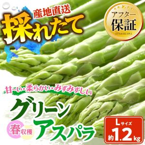 �ռ��ϥ��꡼�󥢥��ѥ�L��������400g��3����1.2kg��2027ǯ6���ܤ���ȯ������ͽ���