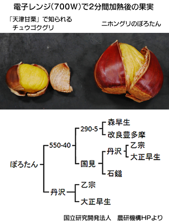 奇跡の栗！栗のぽろたん≪日高ぽロン®≫ | G-Callショッピング