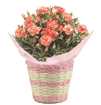 50年前の昭和レトロ】カーネーション 家庭盤 8 50年前の昭和レトロ