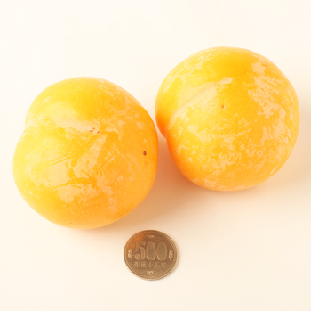 山形産 日本すもも≪峰満イエロー≫ くだもの | G-Callショッピング