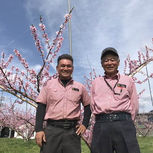 一宮の白桃 山梨県 マルサフルーツ古屋農園 | G-Callショッピング