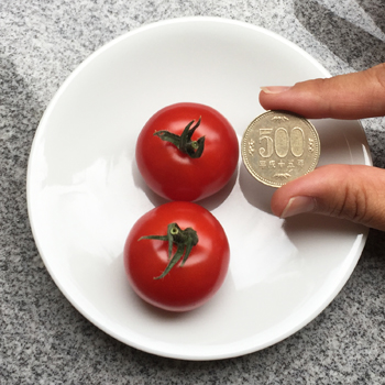 甘〜い　フルティカトマト　限定9箱　05 クボタファーム 糸満産 フルティカトマト 約 1.2kg ( 150g × 8p