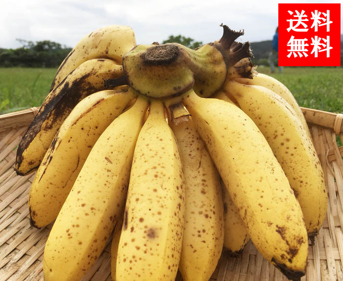 沖縄 西表島 国産バナナ サンサンバナナ アララガマ農園 無農薬 三尺バナナ | G-Callショッピング