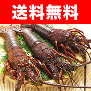 伊勢志摩産 伊勢海老