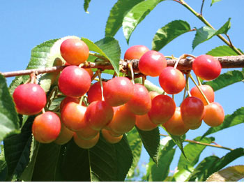 レーニアチェリー ミーナファーム8.5×レーニアチェリー Meena Farms＞『特大ダーク