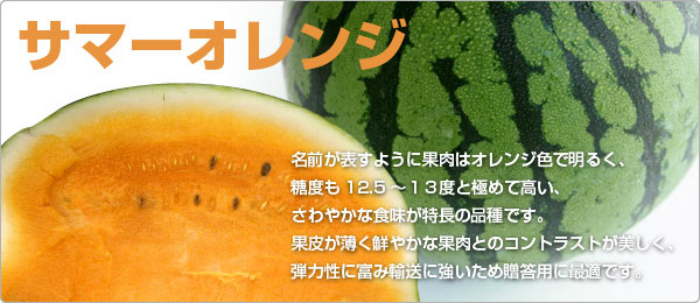 サマーオレンジスイカ10.2キロ