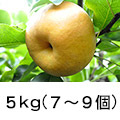 ５kg（７〜９個）