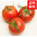 愛知産 パーフェクトトマト