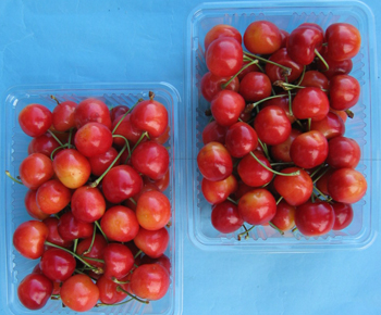 お得！山形寒河江産≪特秀≫さくらんぼ まとめ買い | G-Callショッピング