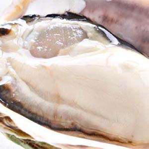 隠岐海士のいわがき春香（はるか）フルシェルＳＳサイズ(１個あたり140〜170ｇ)殻付き高級岩牡蠣