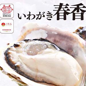 隠岐海士のいわがき春香（はるか）フルシェルLLサイズ(１個あたり400〜500ｇ) 殻付き高級岩牡蠣
