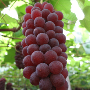 īɤǥ饦Ȣ9˼)ͽ2024ǯ78ȯ