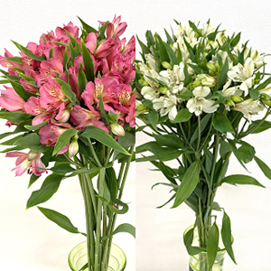 �������٤륢�륹�ȡ�