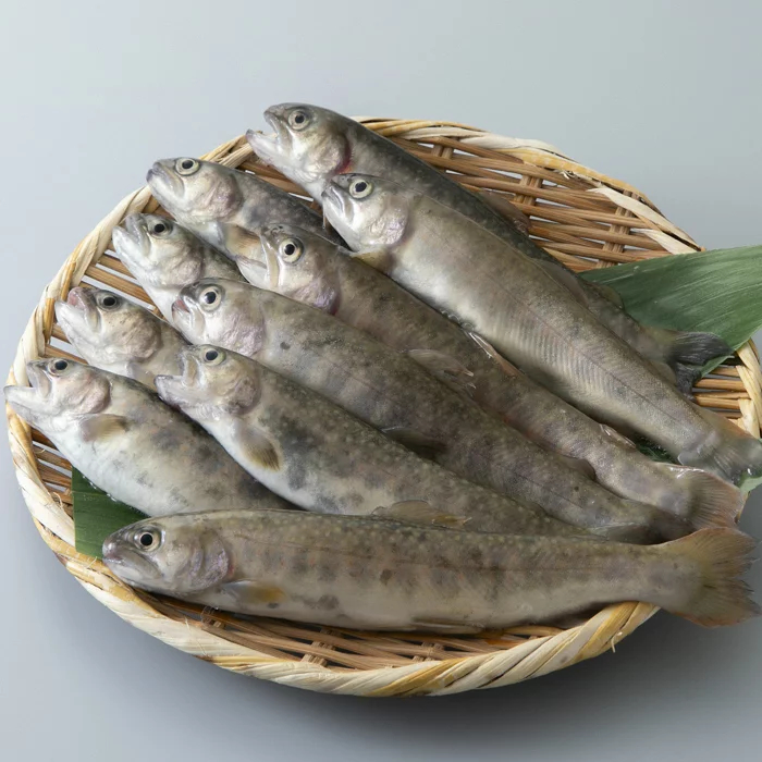 井保水産 活岩魚 イワナ 詰合せ 10尾 高島屋選定品 G Call ふるさと納税