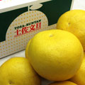高知産 土佐文旦