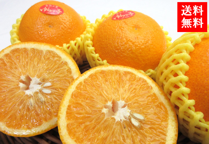 プリプリの食感がたまらない和歌山産 ゆらっ子 八朔 | G-Callショッピング