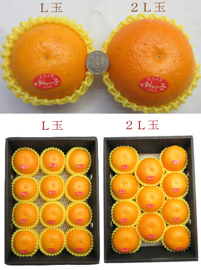 プリプリの食感がたまらない和歌山産 ゆらっ子 八朔 | G-Callショッピング