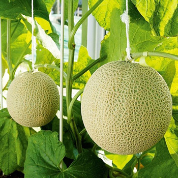 ダイナースクラブ会員様限定 静岡クラウンメロン 6玉 計7キロ以上