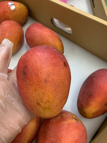 摘果マンゴー　加工用　17キロ 摘果マンゴー 17kg （10〜90g）