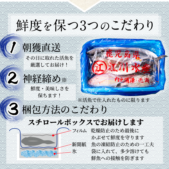 ≪定期便全3回≫u003cbru003e2022年1月・2月・3月発送u003cbru003e朝獲れ発送u003cbru003e鮮魚 