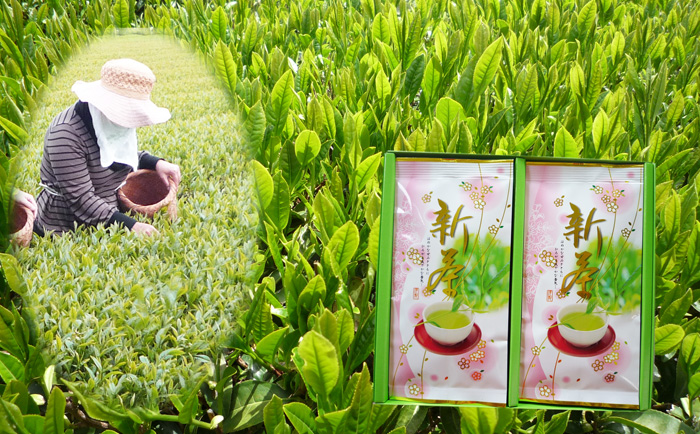 静岡 日本農産 日本農産 ≪特別栽培≫ 静岡産やぶきた茶(新茶） 珈琲
