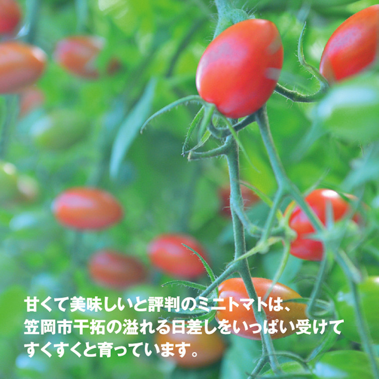 ZEPPIN EX（エクセレント） ｜ G-Call ふるさと納税