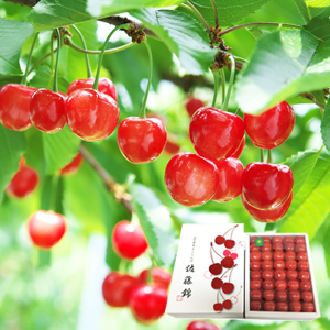 òϥ ƣӺǹդ ý3LL 500gͽ2025ǯ6ȯ