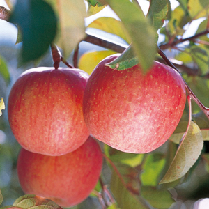 りんご サンふじ秀品 2kg（5〜8玉 入）【先行予約】11月〜12月　