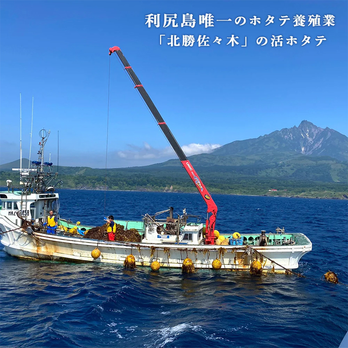 22年10月発送活ホタテ 6kg北海道利尻島から直送！ ｜ G-Call ふるさと納税